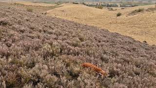 Working Cocker Spaniel Midge hunting rabbits [upl. by Devondra634]