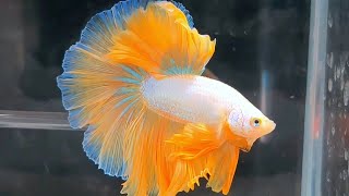 Stunning Betta fish collection  Beautiful Betta fish Breeding  Aquarium fish video [upl. by Sitnerp]