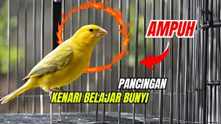 MASTERAN Kenari PAUD belajar BUNYI LANGSUNG NYAUT [upl. by Ludovika]