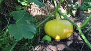 Pumpkins Rouge Vif dEtampes [upl. by Hannasus]