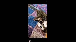 Cat reaction in her new toy meme cutekitty smartcat [upl. by Essirahc858]