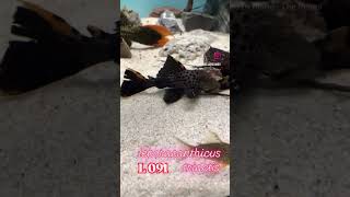 pleco L091 leporacanthicus triactis music fish acuarium trending fishtank shortvideo shorts [upl. by Nylloc]