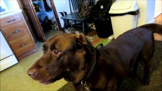 Chocolate Lab Dog Singing Howling amp Barking [upl. by Dnomyad507]