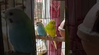 Discover the Joy of Budgie Sounds 🎉 BirdEnthusiastsquot 🦜KichirMichir [upl. by Shanda236]