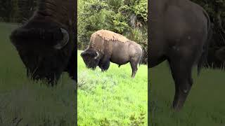 Sighting of American Bison at Yellowstone [upl. by Vachil]