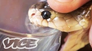 Getting High Injecting Snake Venom [upl. by Alla]