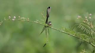 Pin tailed whydah  vidua macroura [upl. by Airtemak]