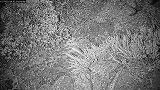 Mice romping around a rattlesnake den at night [upl. by Gruver]