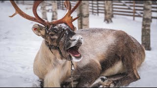 Best of funny reindeer of Santa Claus 😍🦌 Father Christmas in Lapland Finland video for families [upl. by Alburg]