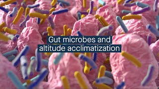 The gut microbiome may have a role in acclimatizing to high altitudes in Chinese men [upl. by Tony]