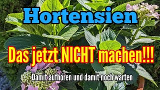 Hortensien  Diese beiden Arbeiten JETZT NICHT mehr machen [upl. by Naugal729]