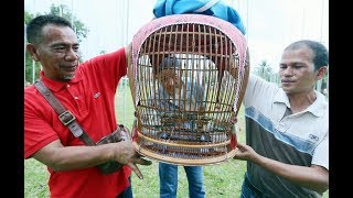 Burung merbok RM32000 juara [upl. by Kieger]