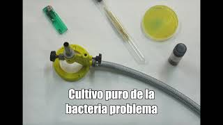 Prueba de la oxidasa [upl. by Gusti]