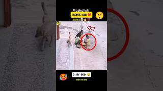 Dog Save The Baby From Bad Dog 😱😳 save humanity dog youtubeshorts [upl. by Yelyak]