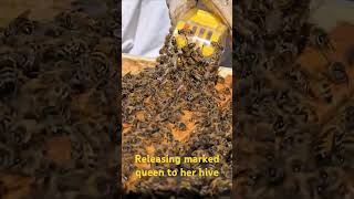 Releasing marked queen back to her hive queenbee honeybee beekeeping beekeeper [upl. by Acinat]