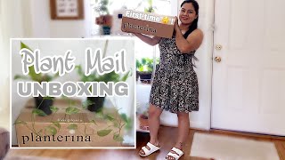 NEW🌱 PLANTERINA PLANT HAUL amp FIRST IMPRESSIONS  FIRST TIME PLANTERINA UNBOXING  PLANT MAIL [upl. by Jeavons799]