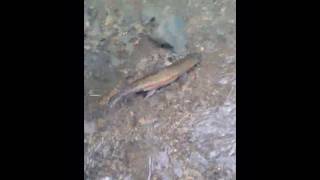 Small Steam Fly Fishing Oct 2019 Pt 2 sightfishing [upl. by Ahtnicaj]