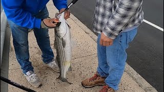 la pesca de striped en primavera es emocionante pescando con lombriz de sangre [upl. by Anirahs552]