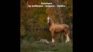 Zucchero stallion [upl. by Culhert]