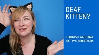 Deafness in Turkish Angora kittens [upl. by Einatirb]