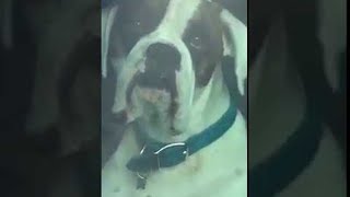 Impatient Dog Honks Horn for Owners Attention  ViralHog [upl. by Clorinda]