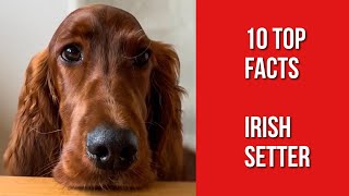 10 things only Irish Setter Dog Owners Understand [upl. by Aileme]