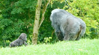 Gorilla Mother Always Keeps an Eye on Her Baby [upl. by Faletti]