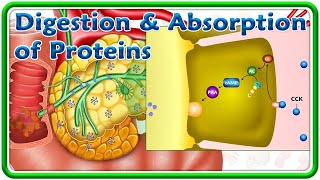 Digestion amp Absorption Of Proteins Animation  USMLE Step 1 [upl. by Sedrul]