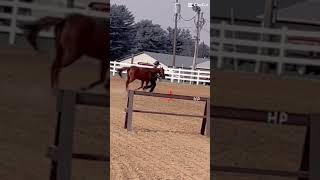 SHOWMANSHIP😝🤭😍 horse equestrianvibes horseenthusiast equestrian [upl. by Cacilia]