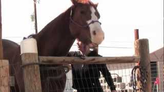 Horse Getting His Back Scratched Reno Fitness Trainer Clifta and her Shedding Horses in Nevada [upl. by Melisande46]