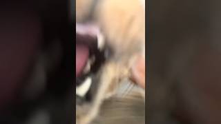 Cat attacks camera [upl. by Budding]