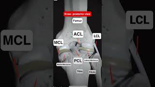 Knee ligaments trending anatomy mbbs nursing viralvideo ytshorts [upl. by Aihcsrop]