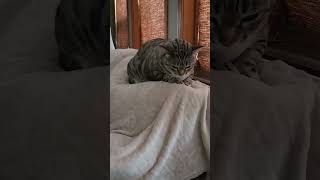 🍁 My cute egyptian cat egyptiancats cats rescuecats calgary canada fall2024 [upl. by Isoj]