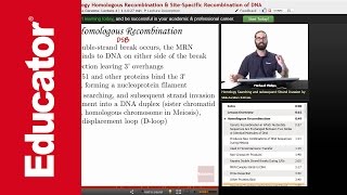 Homologous Recombination and Holiday Junction  Molecular Biology [upl. by Benkley]