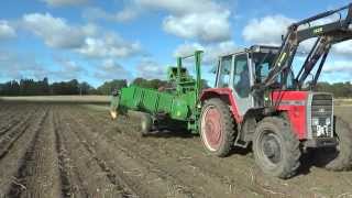 Potato harvest 2015 With the MF 690 and a Wuhlmaus 1033 potato harvesters Sept 2015th [upl. by Tuchman]