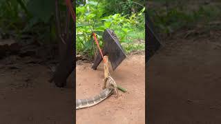 DIY Snake Trap using AX diy trap snake snaketrap animals wildlife pitfall shorts axe [upl. by Yrtua]