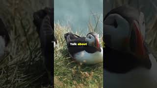 Get Close to Adorable Puffins in the Wild 🔥 [upl. by Mathis]