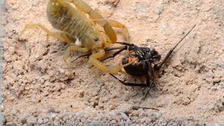 Scorpion Stings and Kills a Black Widow Spider [upl. by Naitsihc]