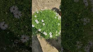 Brachyscome flower shorts shortsfeed viralshortreels shortvideos dafa406 trendingshorts [upl. by Nwadal266]