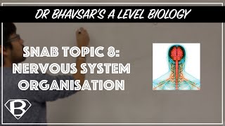 SNAB Topic 8 nervous system organisation [upl. by Ahsataj]