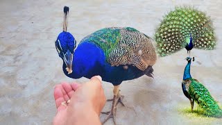 Most beautiful video by Peafowl  indian blue shoulder peacock hand feeding  mor ki khorak [upl. by Lamori264]