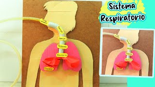 MAQUETA DEL SISTEMA RESPIRATORIO fácil de hacer [upl. by Tihom]