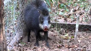 Peccary snapping [upl. by Aileda]