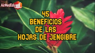 45 Beneficios de las Hojas de Jengibre [upl. by Dicks]