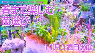 【ガーデニング】春まで楽しむ苗選び・大失敗した種蒔きのリベンジ・１１月３週目の庭 [upl. by Senn]