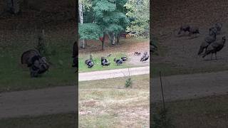 Dinner in my yard countrymusic nature turkey [upl. by Anuahsal402]