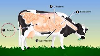 El sistema digestivo de la vaca [upl. by Nickey]