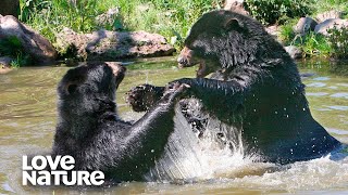 Spectacled Bears Have Lovers Quarrel in Hidden Spa  Love Nature [upl. by Sassan27]