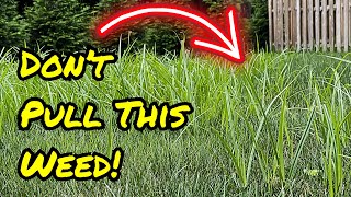 Do NOT Pull This Weed Kill Nutsedge Using This Instead [upl. by Whit]