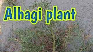 Alhagi plant✅😃  plants and nature  plant life cycle [upl. by Yelrebmyk]